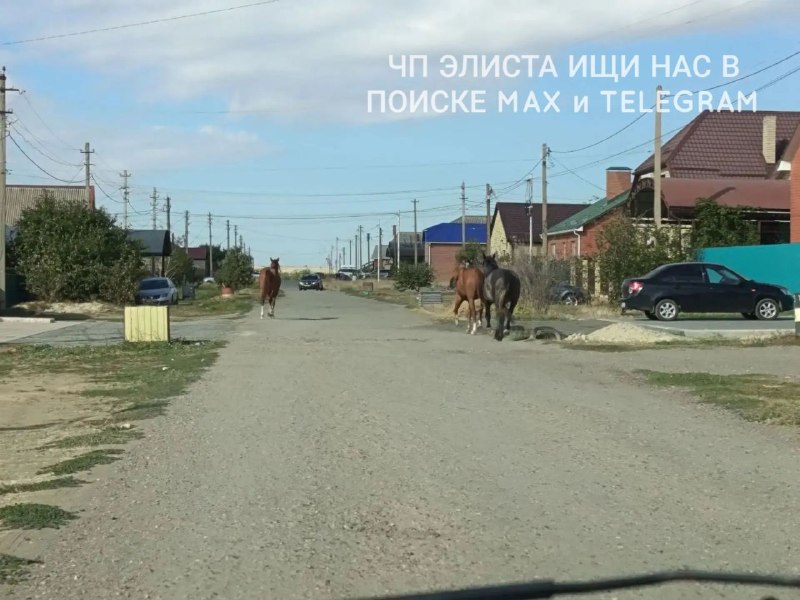 Фото поста канала  Чп Элиста / Калмыкия новости