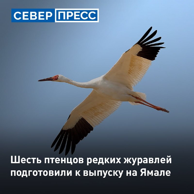 Фото поста канала  Мониторинг 89 Ямало-Ненецкий АО