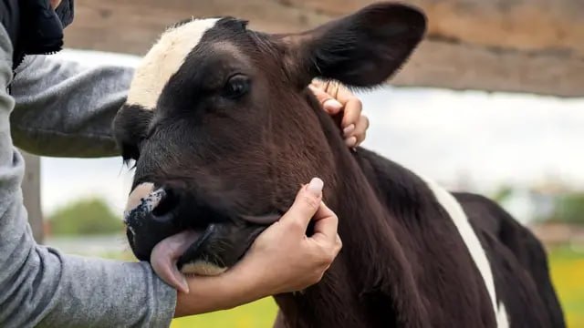 Фото поста канала  Собственный корреспондент