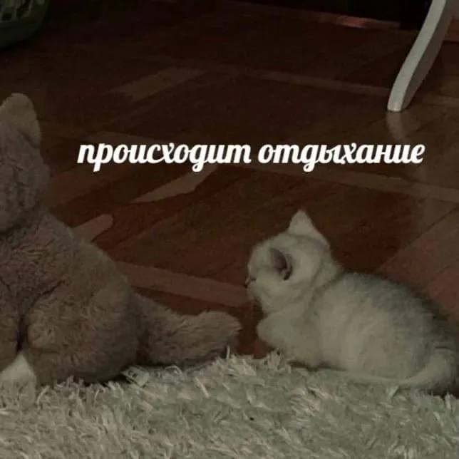 Фото поста канала  ЗИ - ЗЛОЙ ИЖЕВЧАНИН / НОВОСТИ УДМУРТИИ и Ижевска