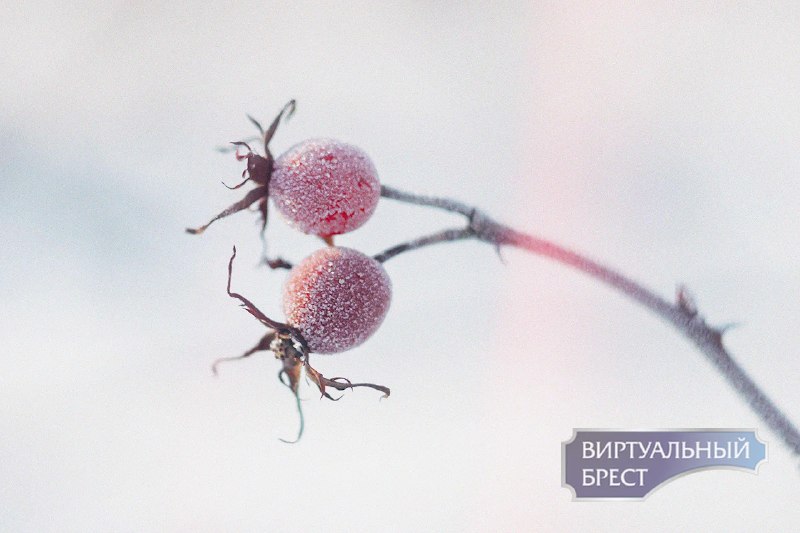 Фото поста канала  Виртуальный Брест новости