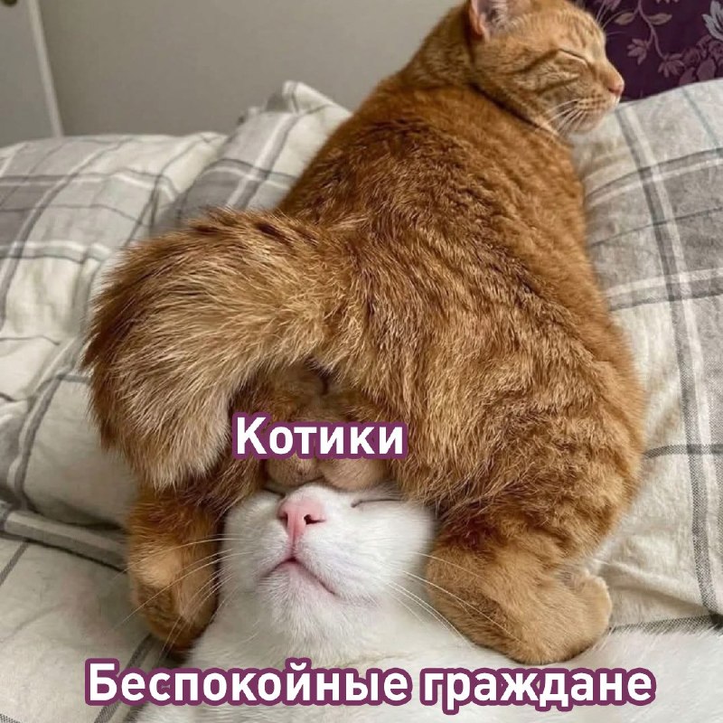 Фото поста канала  Лентач