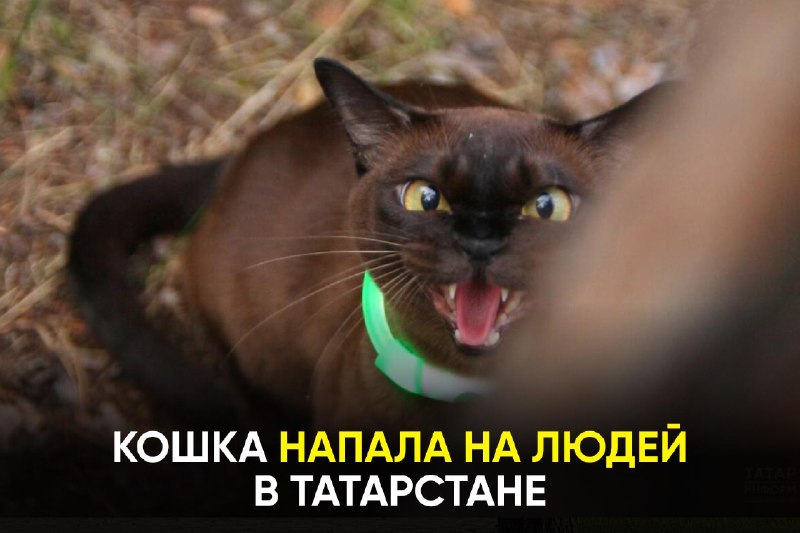 Фото поста канала  ТАТМЕДИА | Новости Казани и Татарстана