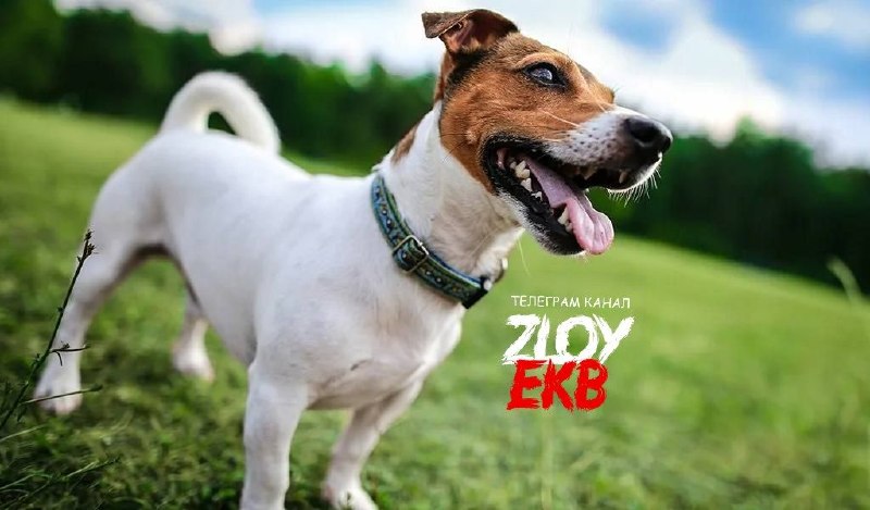 Фото поста канала  Zloy_ekb 18+ | Злой Екатеринбург