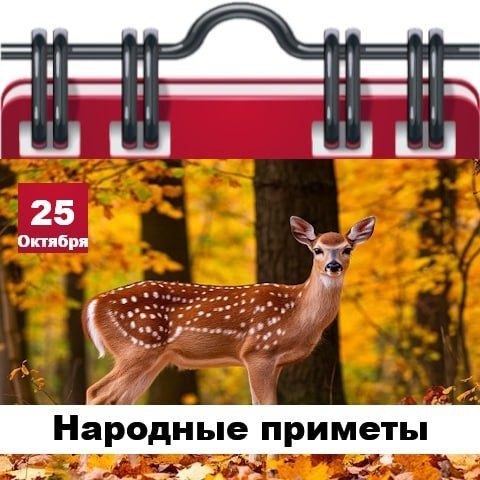 Фото поста канала  Жесть Шебекино