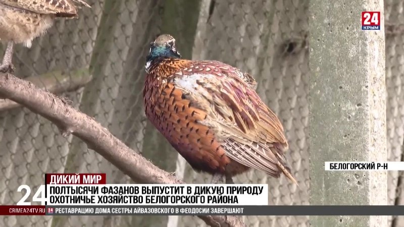 Фото поста канала  Лента новостей Крыма Z Новости Крыма