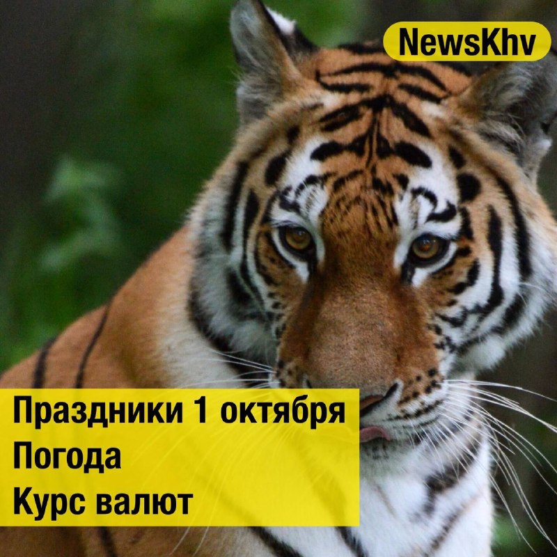 Фото поста канала  NewsKhv