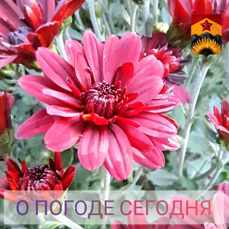 Фото поста канала Лента новостей ДНР | Z ТГ_ТЕСТ