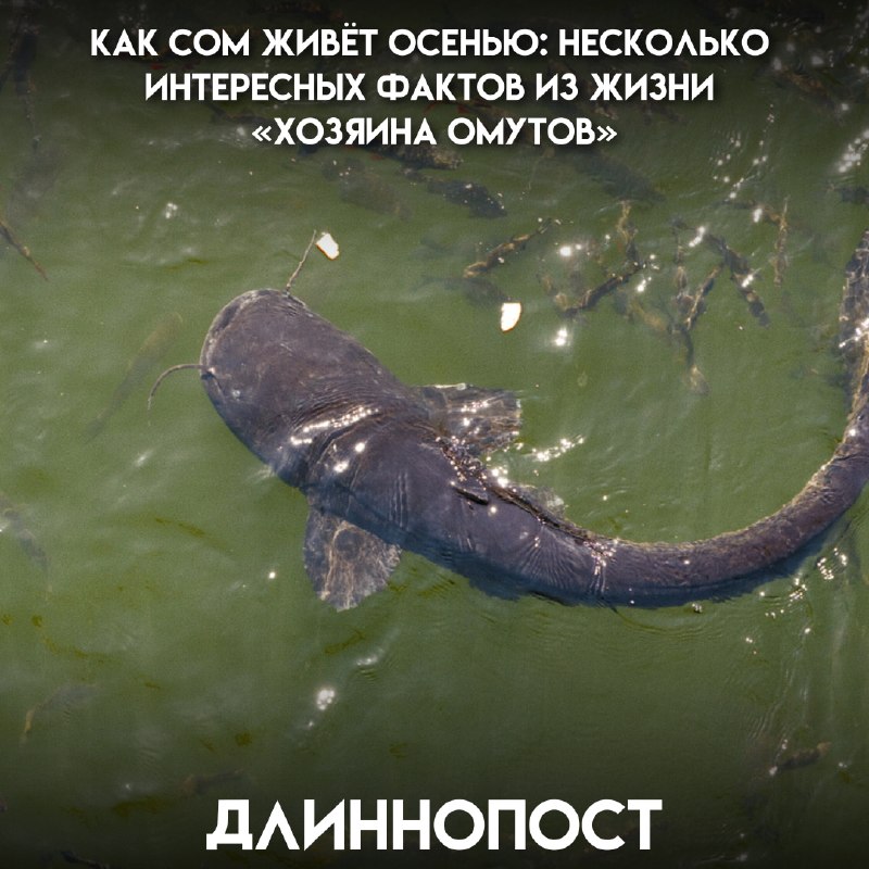 Фото поста канала Пикабу