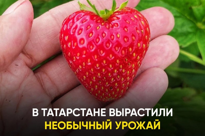 Фото поста канала  ТАТМЕДИА | Новости Казани и Татарстана