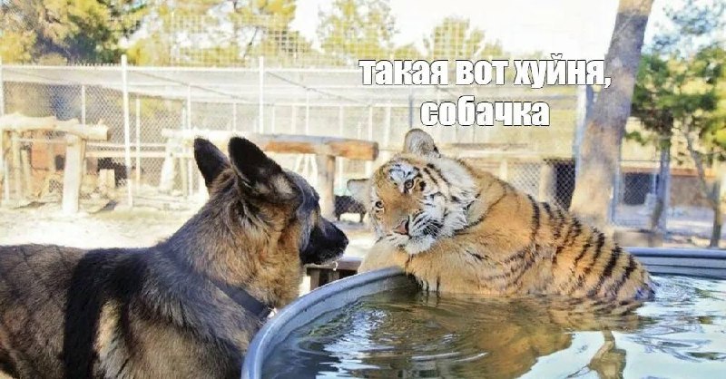Фото поста канала TIGMAN