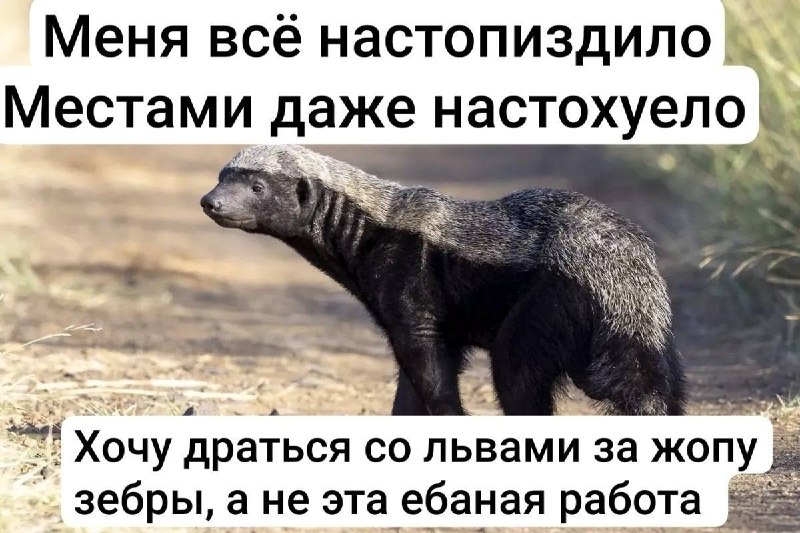 Фото поста канала  ИнфоПолЕ 🛰
