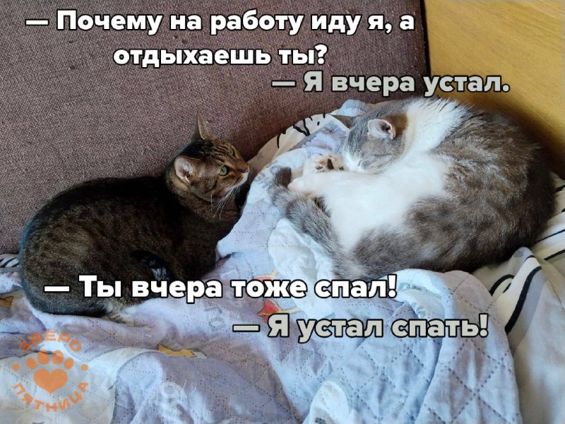 Фото поста канала  Фонтанка SPB Online