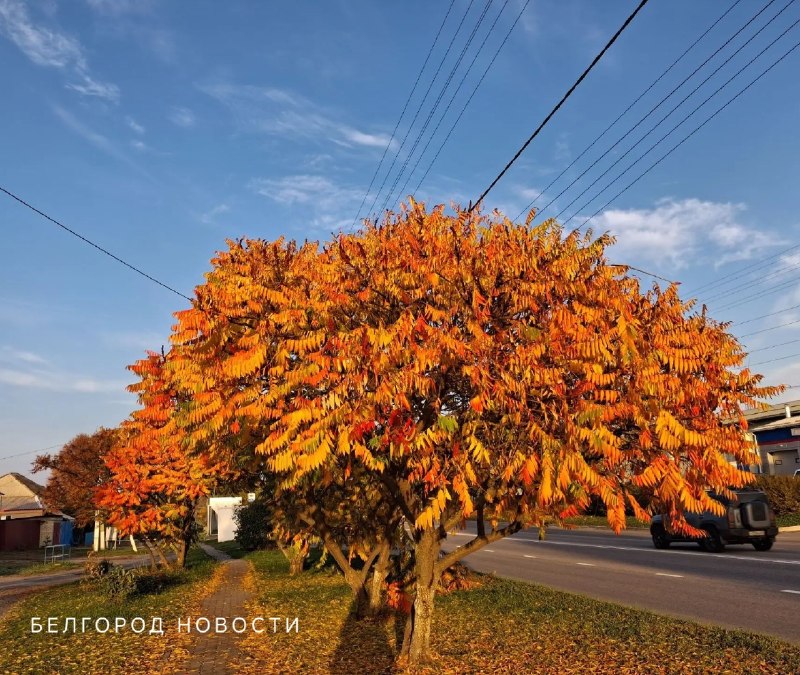 Фото поста канала  Белгород Новости