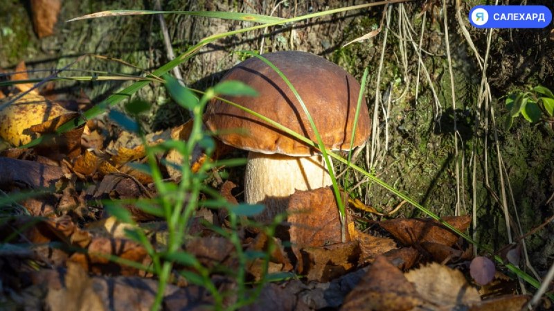 Фото поста канала  Салехард