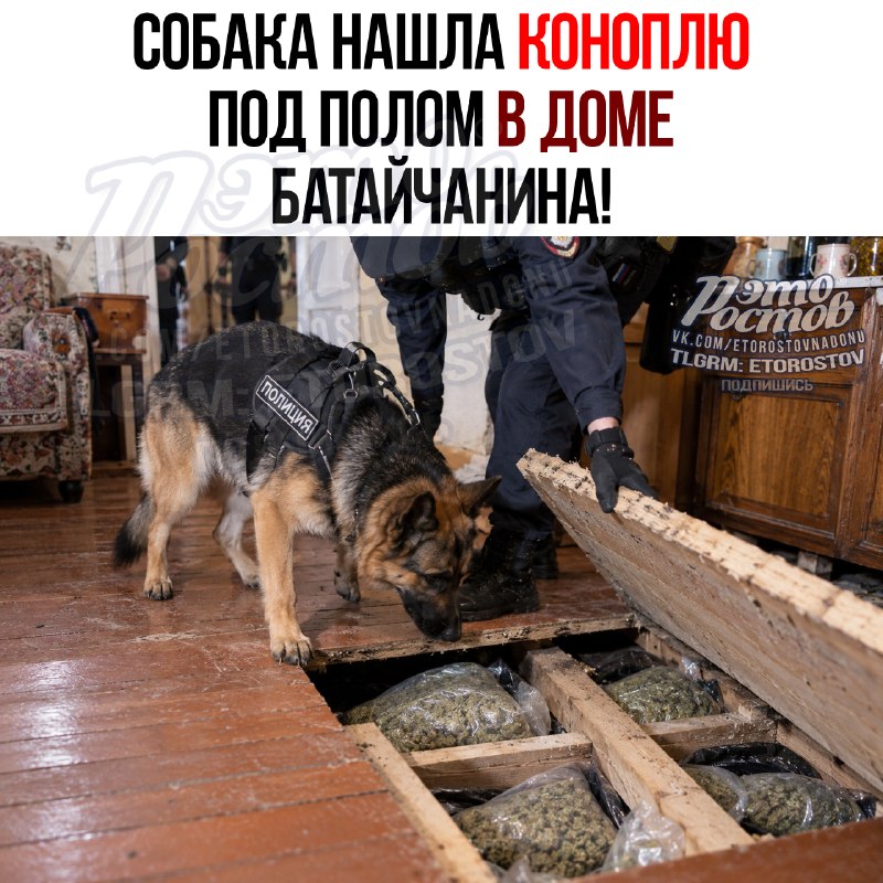 Фото поста канала  Кот канал-Z 🧌