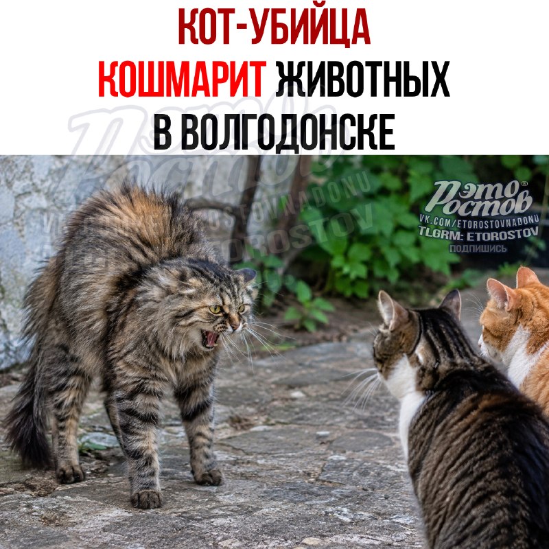Фото поста канала  Это Ростов новости