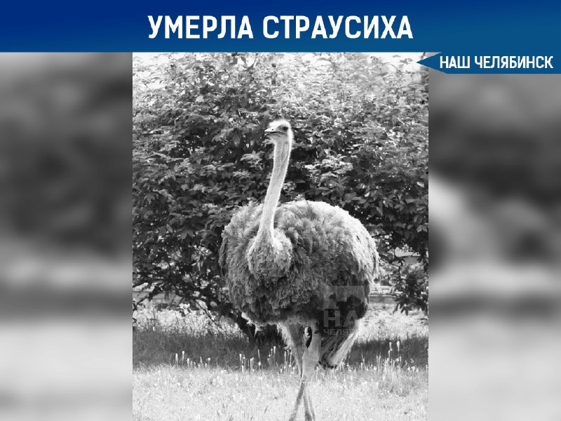 Фото поста канала  Наш Челябинск