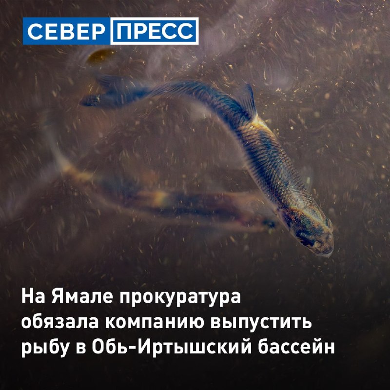 Фото поста канала  Мониторинг 89 Ямало-Ненецкий АО