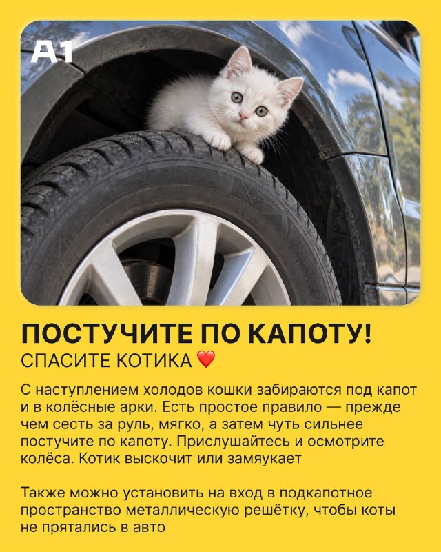 Фото поста канала  Мониторинг 29 Архангельская область