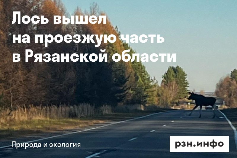 Фото поста канала  Новости Рязани • РЗН.инфо