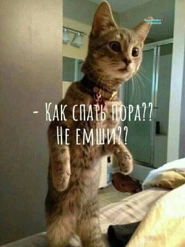 Фото поста канала  Ходють тут всякие!🍄