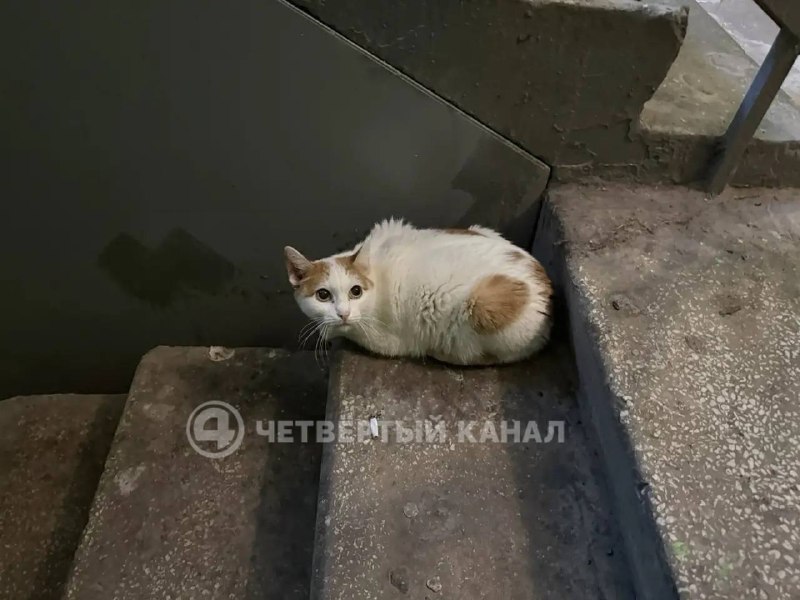 Фото поста канала  Мониторинг 66 Свердловская область