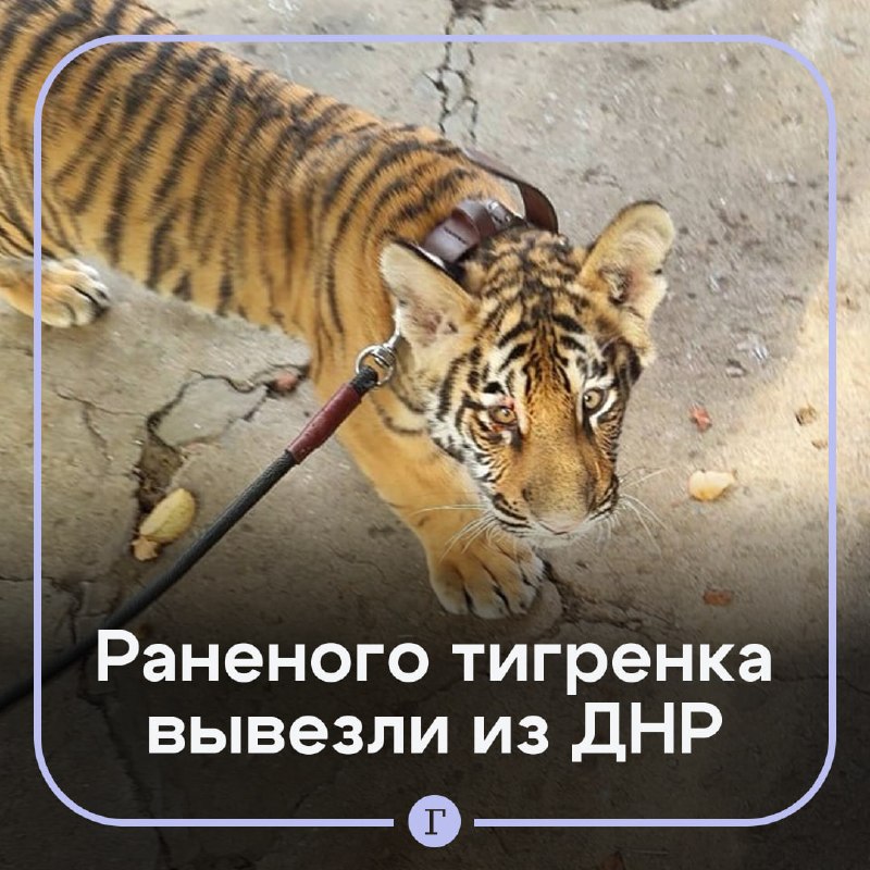 Фото поста канала  Газета.Ru