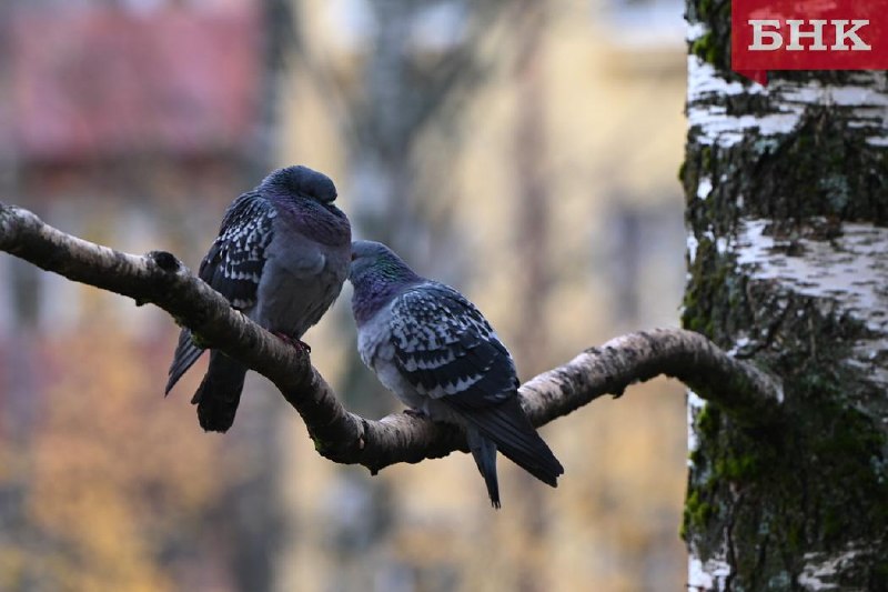 Фото поста канала  БНК