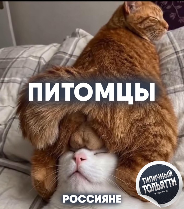 Фото поста канала  Типичный Тольятти | Новости