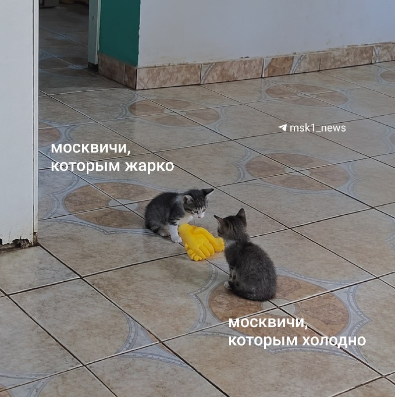 Фото поста канала MSK1.RU | Новости Москвы | Россия