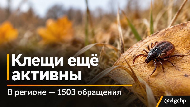 Фото поста канала  Волгоград