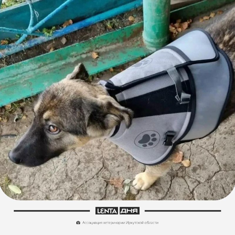 Фото поста канала Лента дня