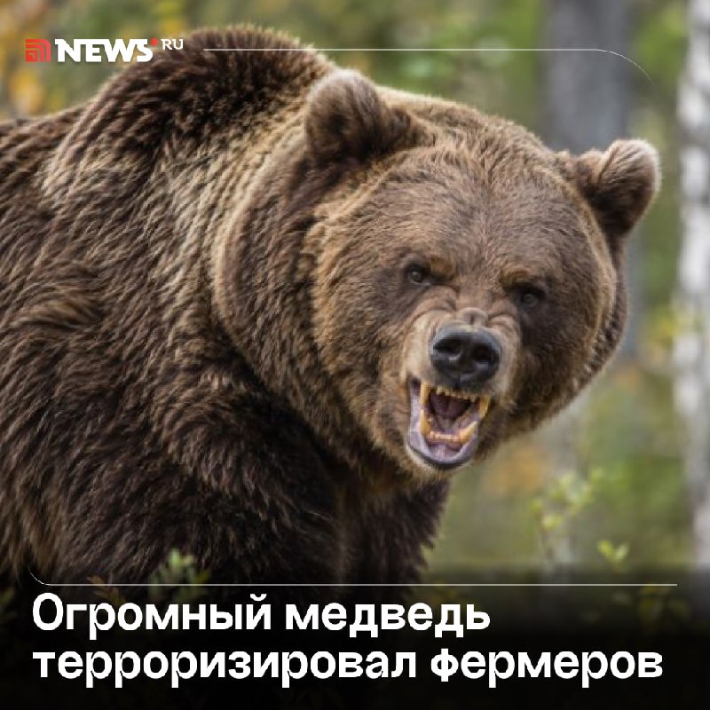 Фото поста канала  NEWS.ru | Новости