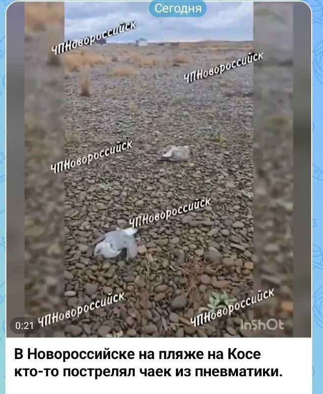 Фото поста канала  ЧП Новороссийск