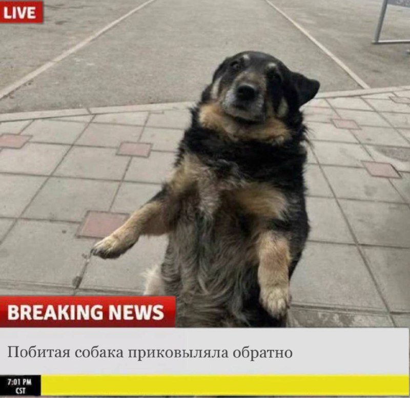 Фото поста канала FEMALE MEMES