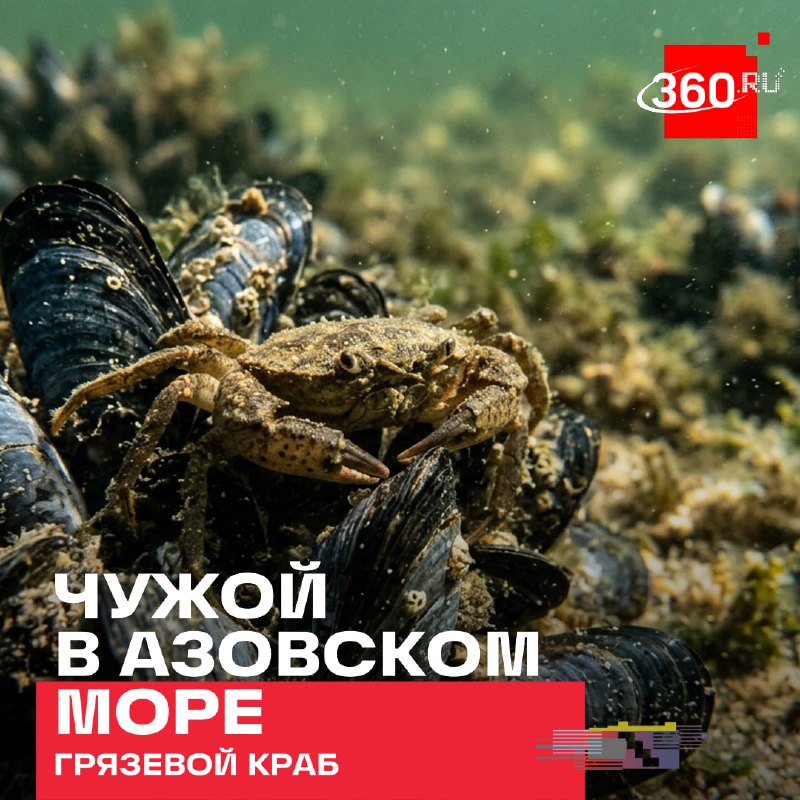 Фото поста канала  360.ru