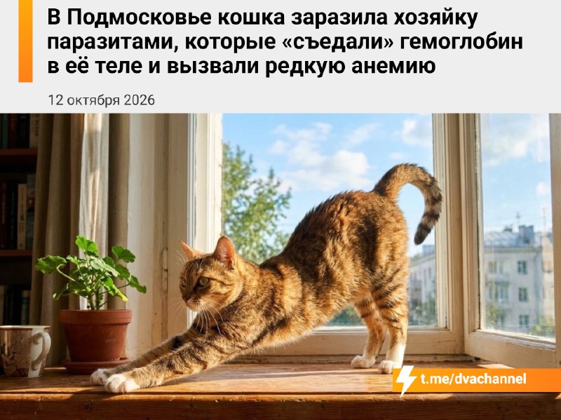 Фото поста канала Двач