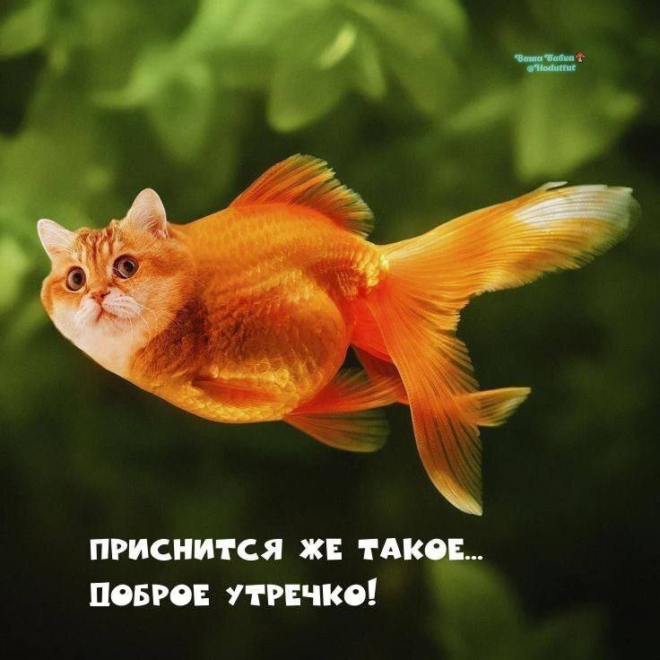 Фото поста канала  Ходють тут всякие!🍄