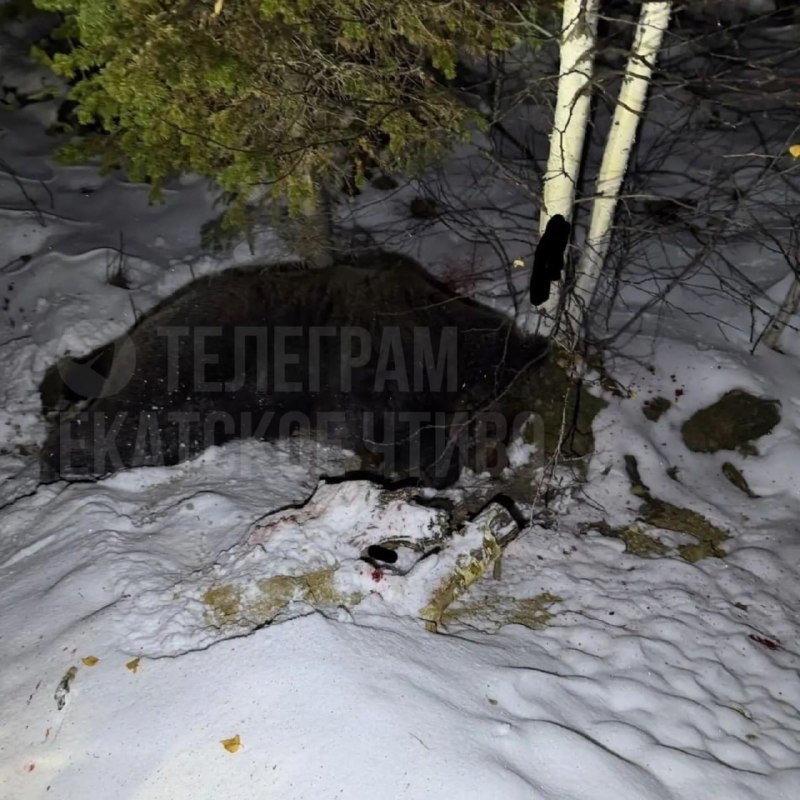 Фото поста канала  Мониторинг 66 Свердловская область
