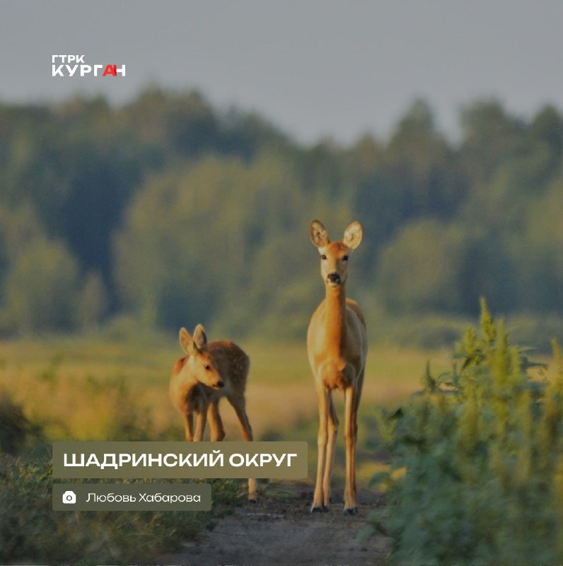 Фото поста канала  Мониторинг 45 Курганская область