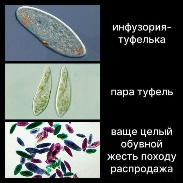 Фото поста канала Конспекты | Биология и Химия
