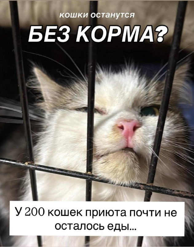 Фото поста канала  Баба с яйцами и мемами