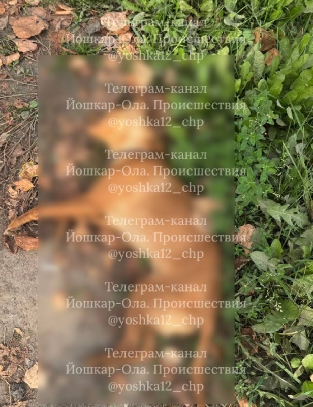 Фото поста канала  Йошкар-Ола. Происшествия