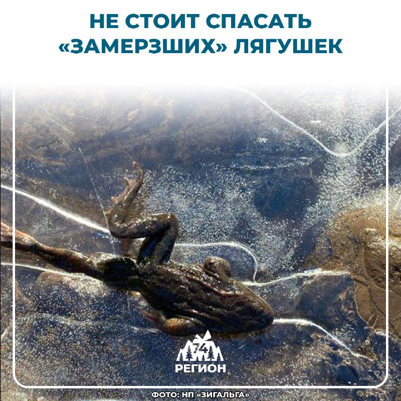 Фото поста канала  Регион 74 | Южный Урал и Челябинск