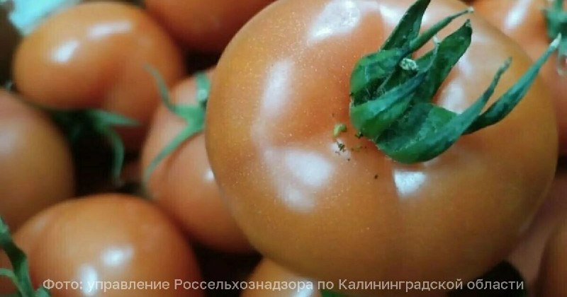 Фото поста канала  Клопс
