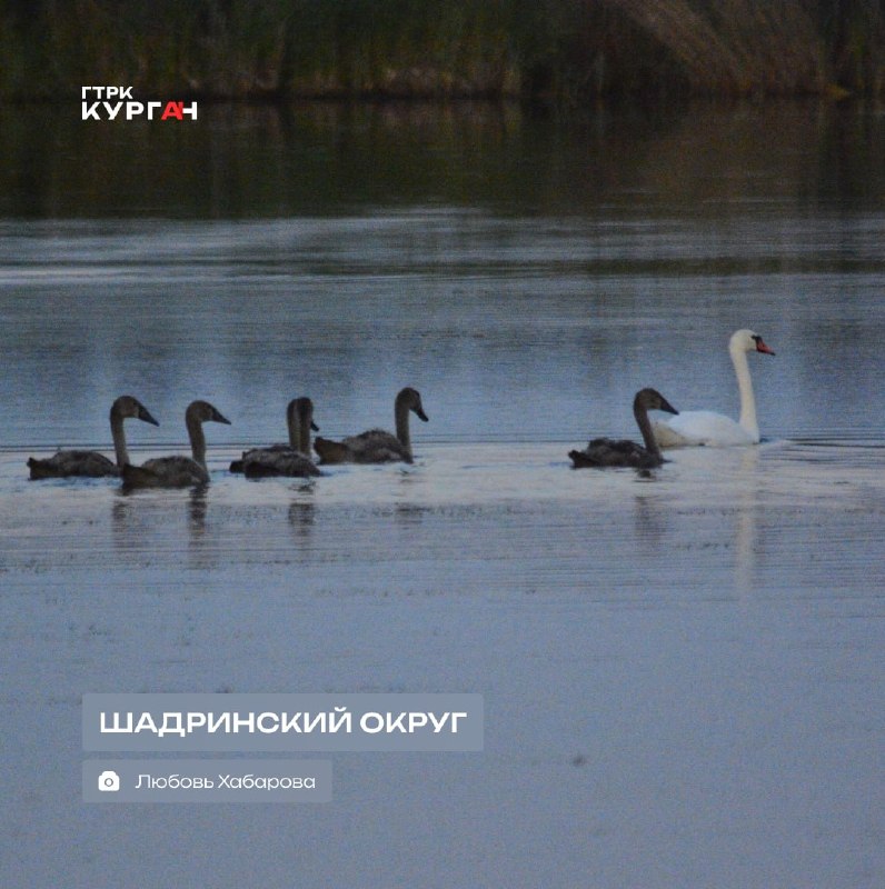 Фото поста канала  Мониторинг 45 Курганская область