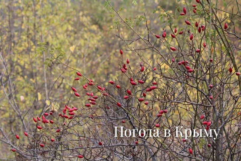 Фото поста канала  Лента новостей Крыма Z Новости Крыма