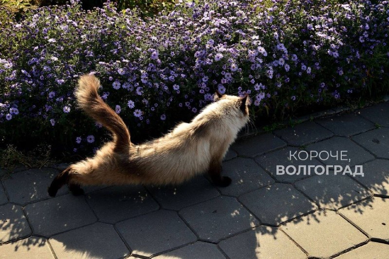 Фото поста канала  Короче, Волгоград