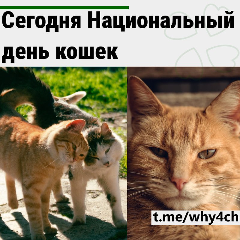 Фото поста канала 4ch